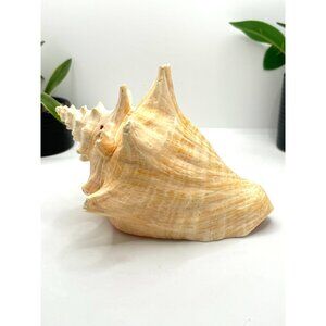Large Natural Conch Shell Coastal Decor Beach Themed Home Accent Nautical Displa